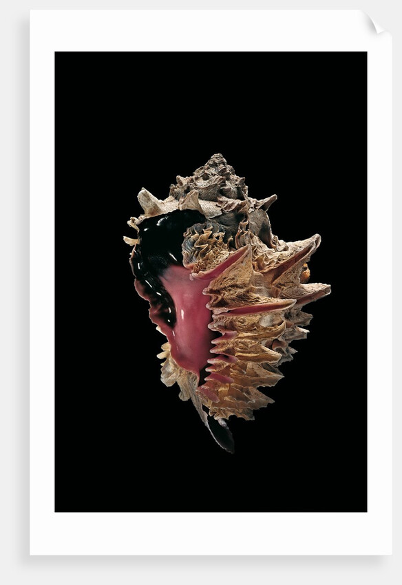 Hexaplex regius by Anonymous