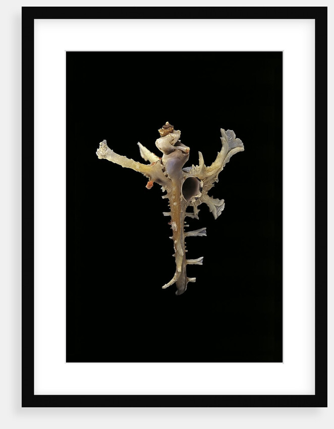 Homalocantha anomaliae by Anonymous