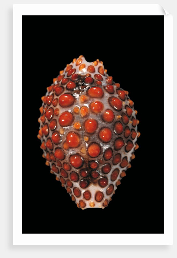 Jenneria pustulata by Anonymous