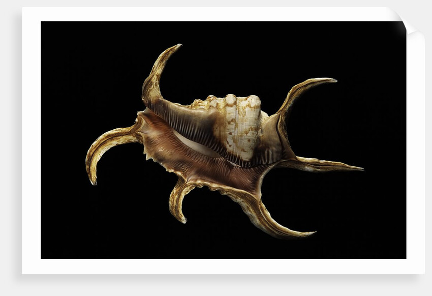 Lambis chiragra by Anonymous