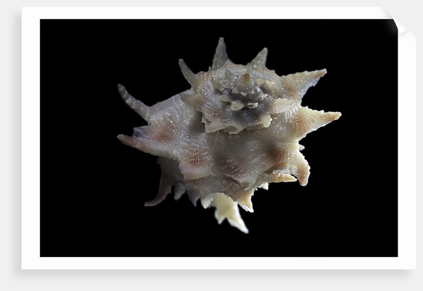 Latiaxis neocaledonicus by Anonymous