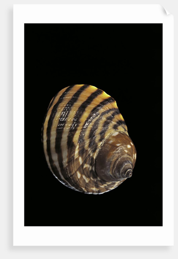 Littorina zebra by Anonymous