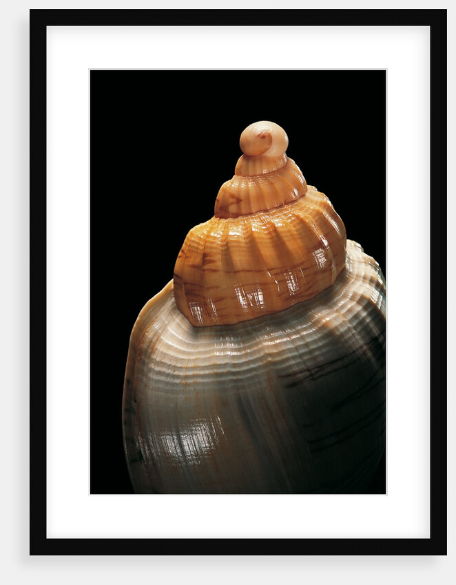 Livona roadnightae by Anonymous