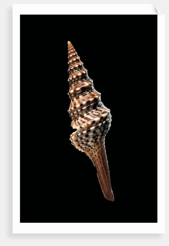 Lophiotoma indica by Anonymous