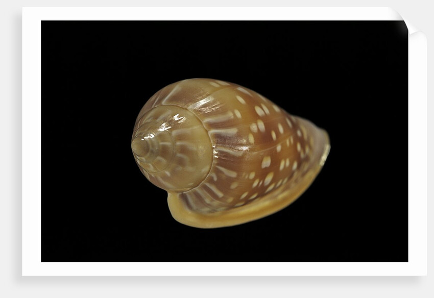 Marginella glabella by Anonymous