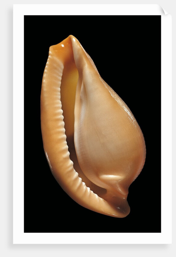 Margovula pyriformis by Anonymous