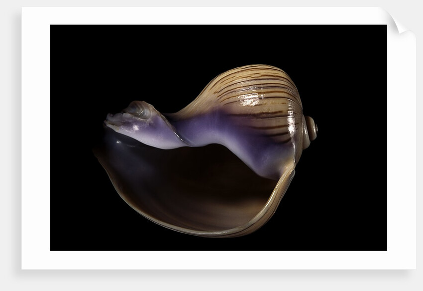 Melapium elatum by Anonymous