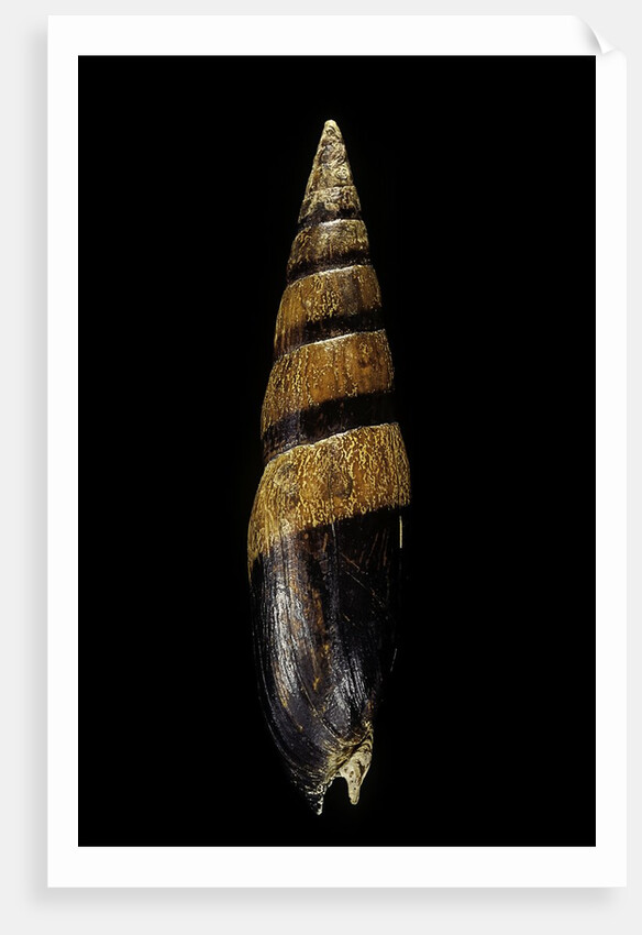 Mitra fusiformis zonata by Anonymous
