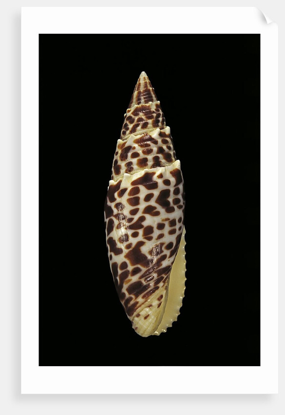Mitra papalis by Anonymous