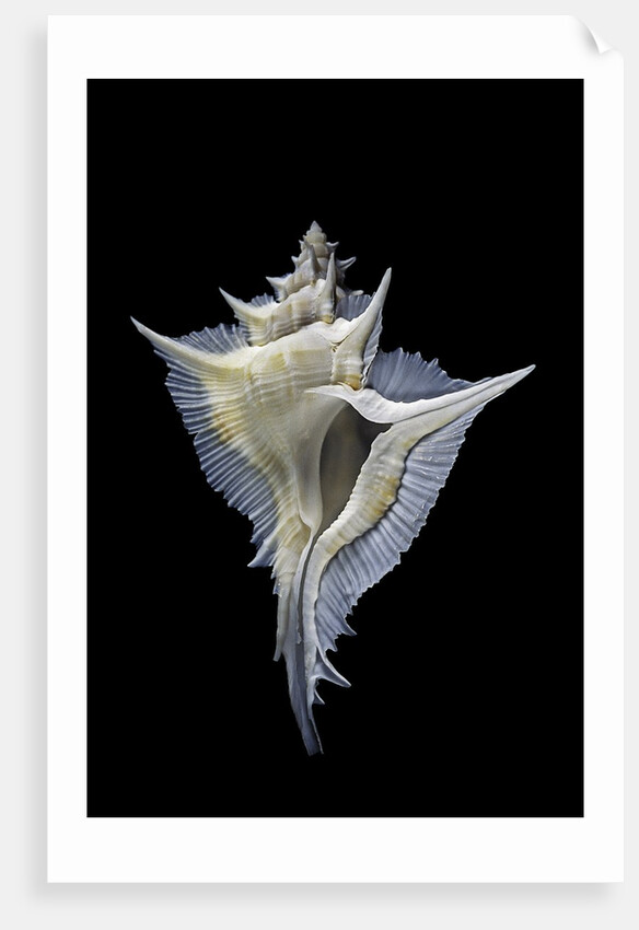 Murex alabaster by Anonymous