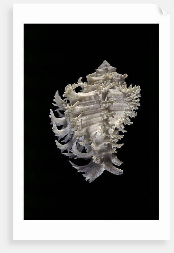 Murex cichoreus by Anonymous