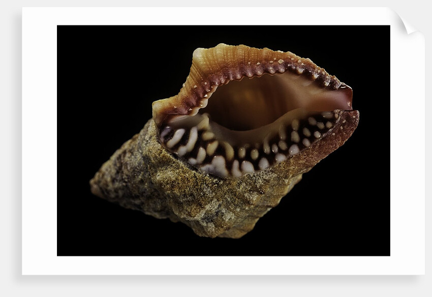 Nassaria fusiformis by Anonymous