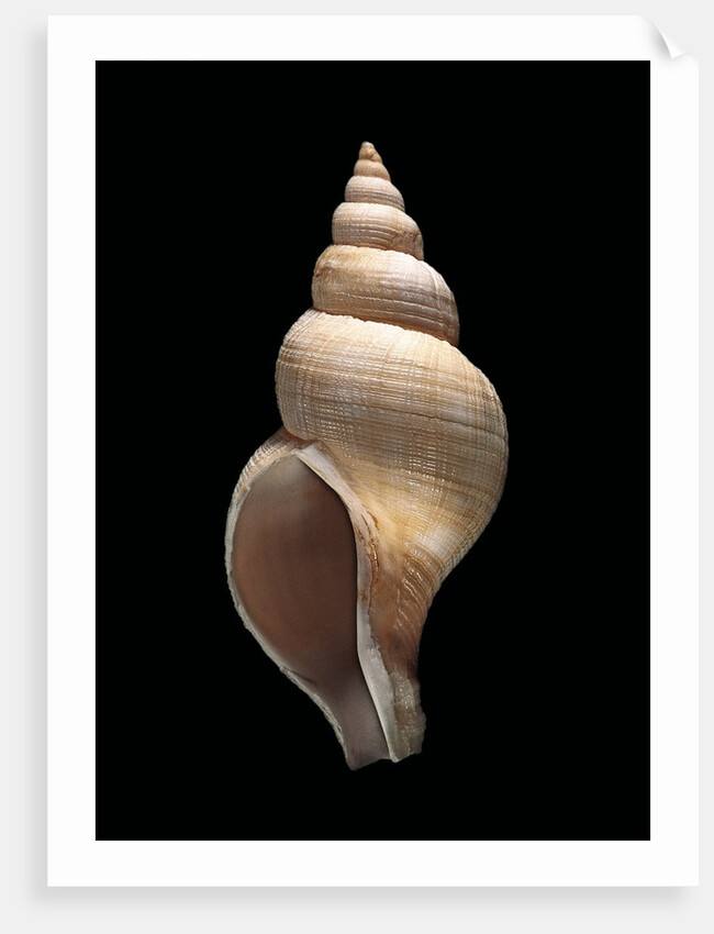 Neptunea contraria by Anonymous