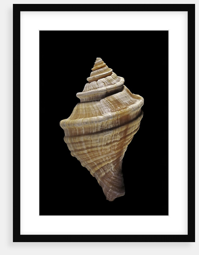 Neptunea lyrata by Anonymous