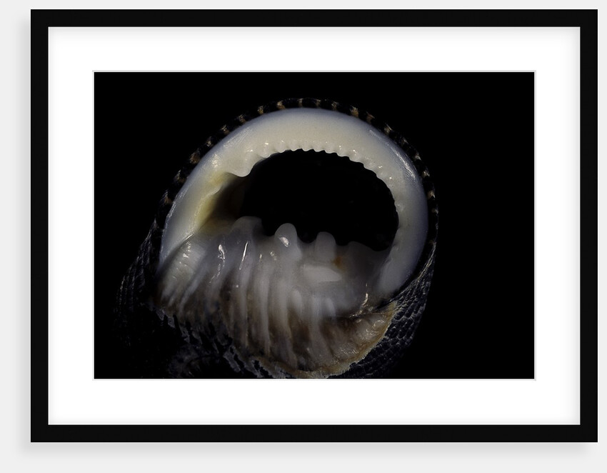 Nerita scabricostata by Anonymous