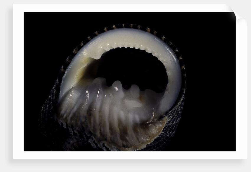 Nerita scabricostata by Anonymous