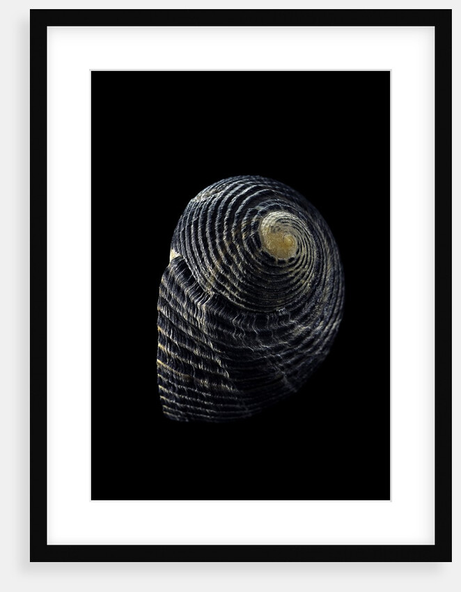 Nerita scabricostata by Anonymous