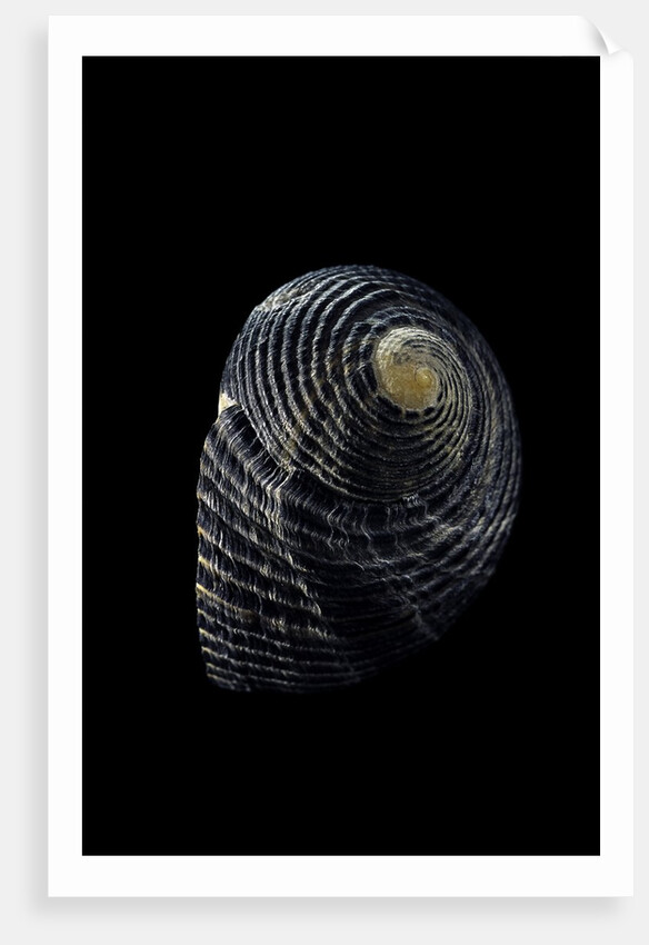 Nerita scabricostata by Anonymous