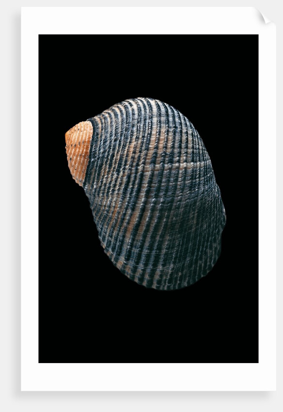 Nerita scabricostata by Anonymous