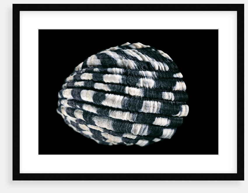 Nerita textilis by Anonymous