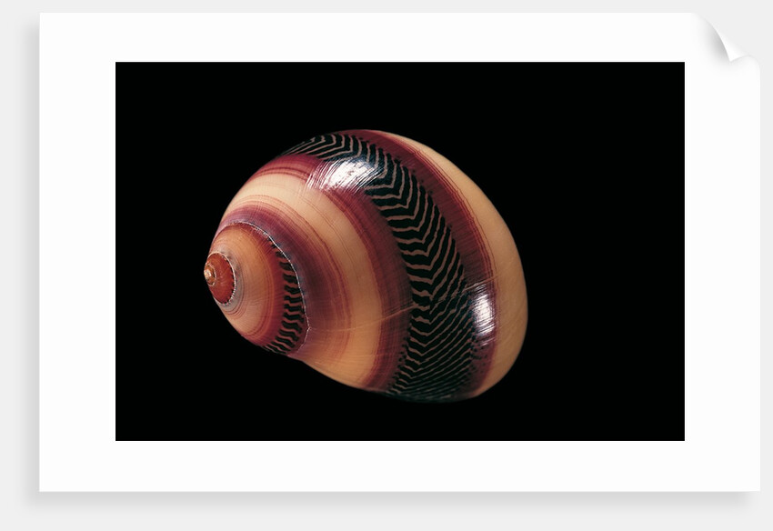 Neritina communis by Anonymous
