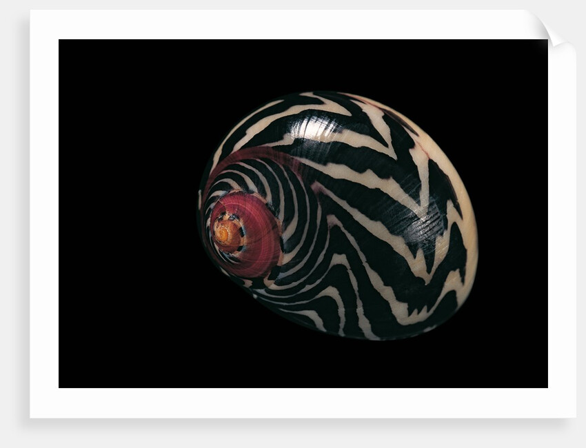 Neritina communis by Anonymous