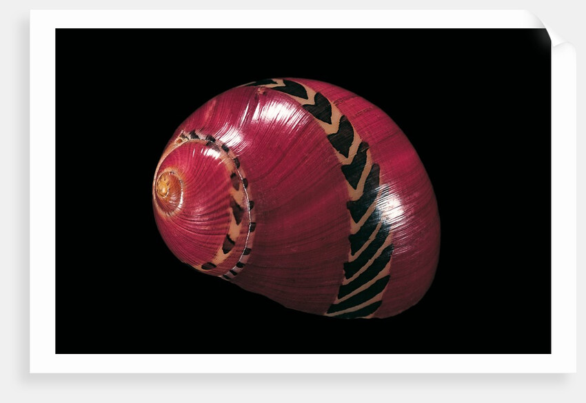 Neritina communis by Anonymous