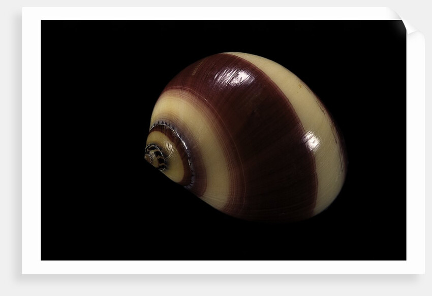 Neritina communis by Anonymous