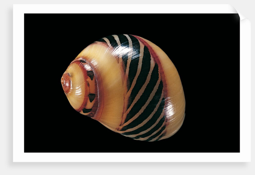 Neritina communis by Anonymous