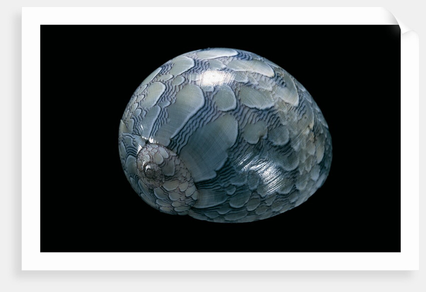 Neritina virginea by Anonymous