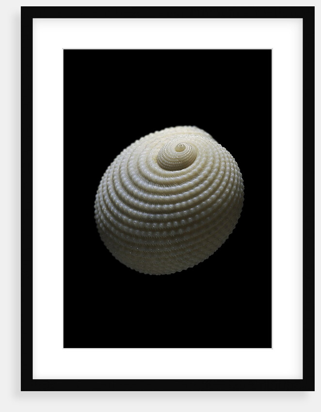 Neritopsis radula by Anonymous