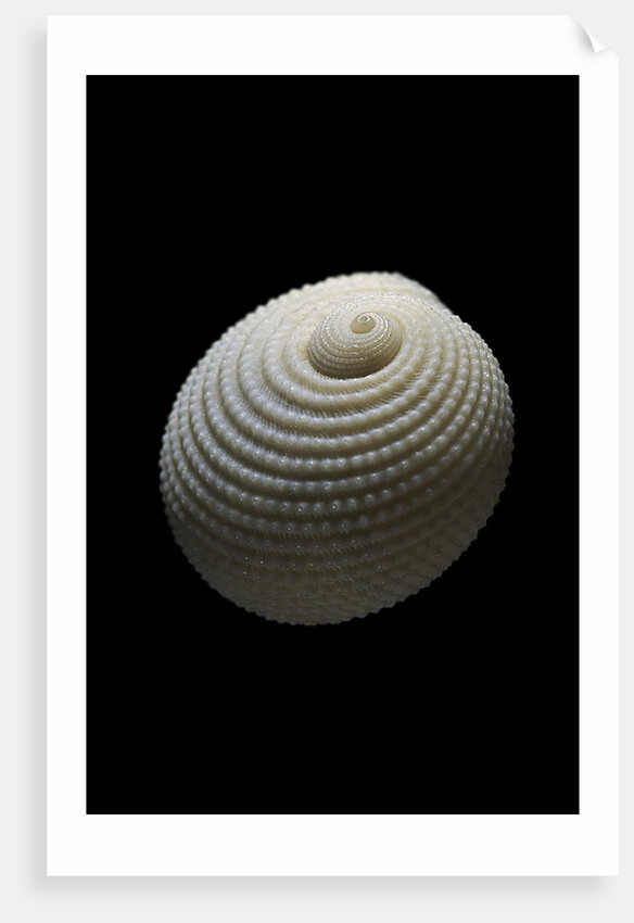 Neritopsis radula by Anonymous