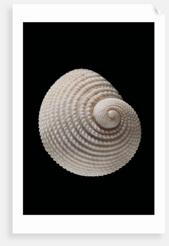 Neritopsis radula by Anonymous