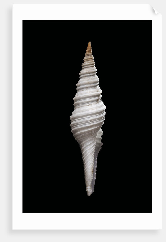Nihonia australis by Anonymous