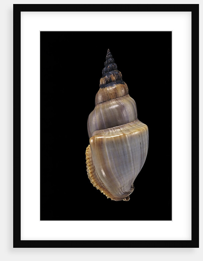 Northia pristis by Anonymous
