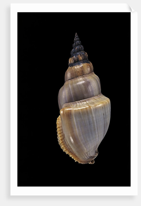 Northia pristis by Anonymous