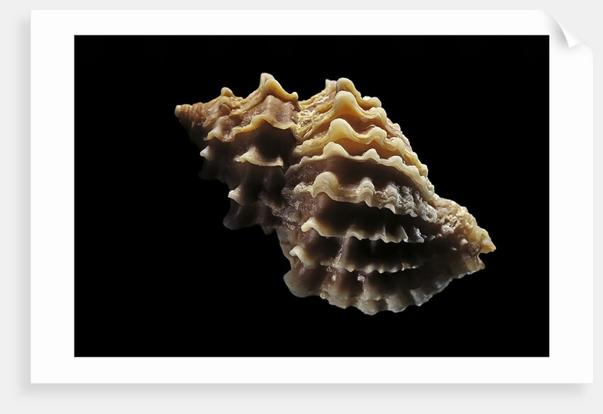 Nucella lamellosa by Anonymous