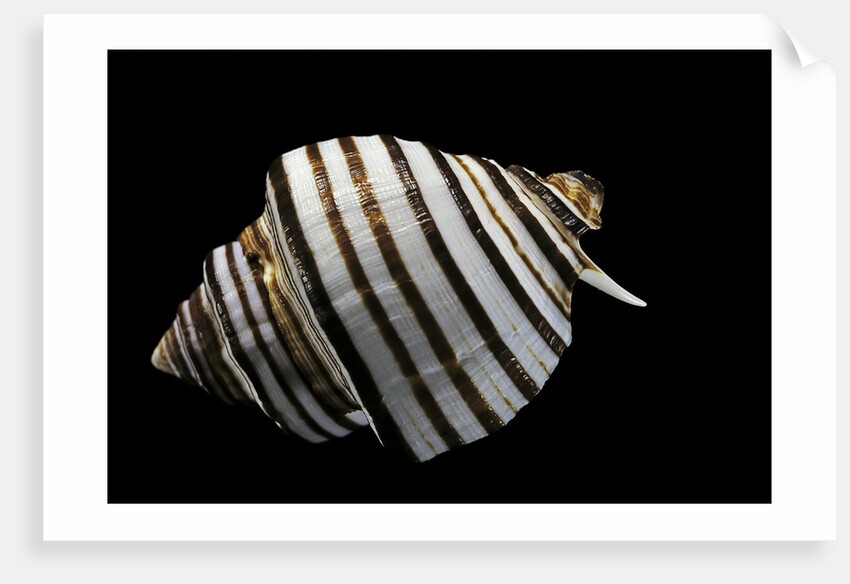 Opeatostoma pseudodon by Anonymous