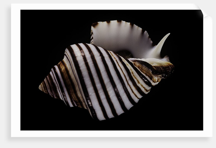 Opeatostoma pseudodon by Anonymous