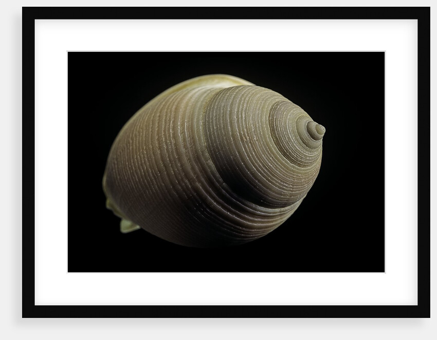 Phalium craticulatum by Anonymous