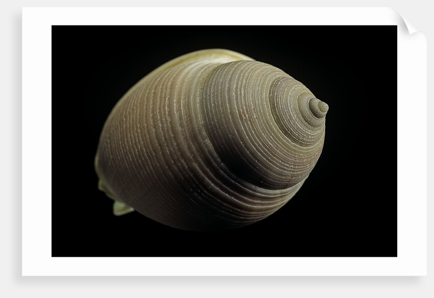 Phalium craticulatum by Anonymous