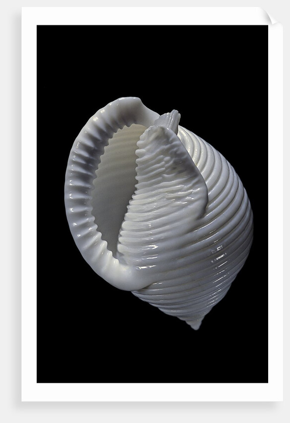 Phalium umbilicatum by Anonymous