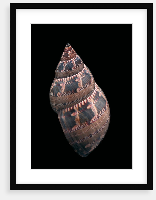 Phasianella australis by Anonymous