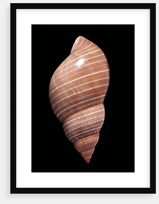 Phasianella australis by Anonymous