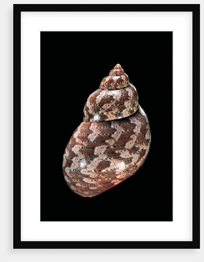Phasianella australis by Anonymous