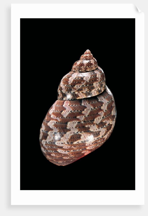 Phasianella australis by Anonymous