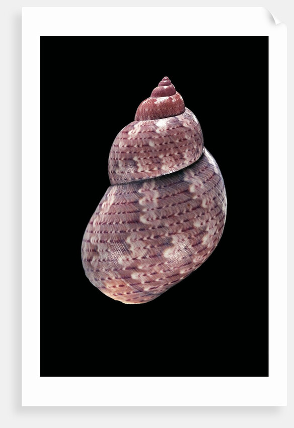 Phasianella australis by Anonymous
