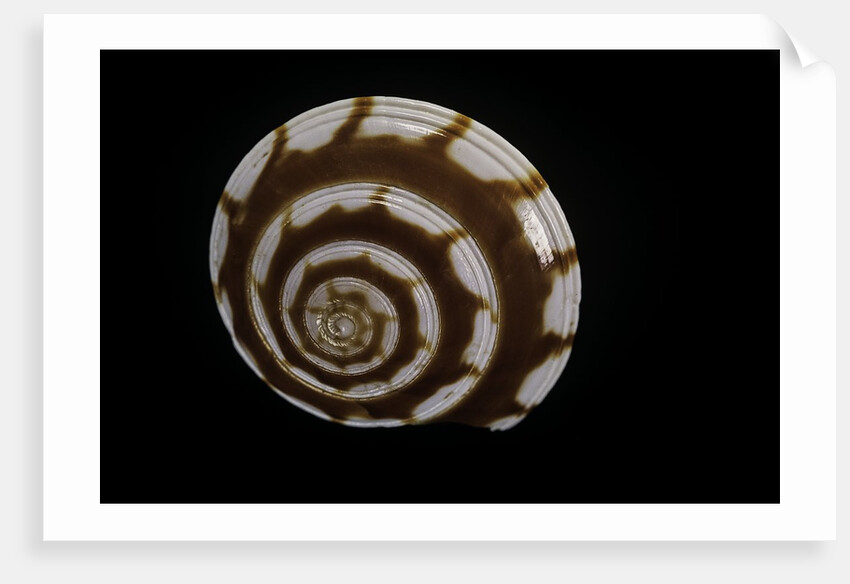 Philippia radiata by Anonymous