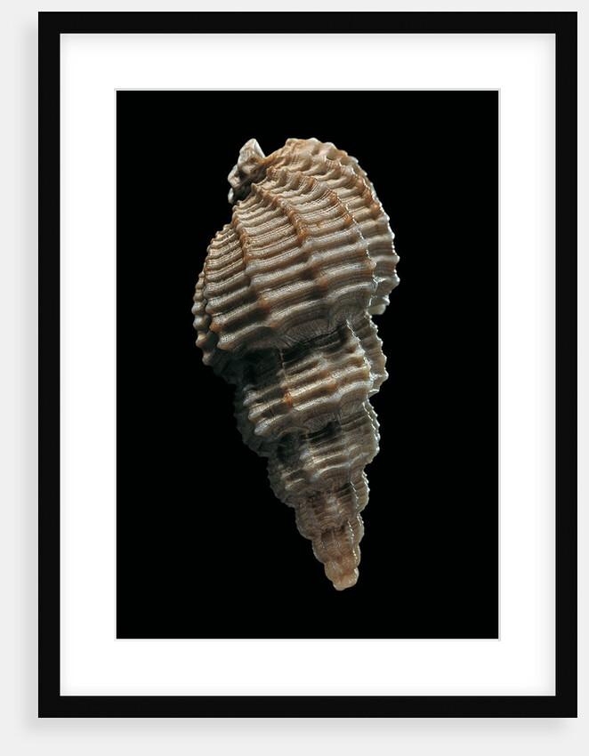 Phos senticosus by Anonymous