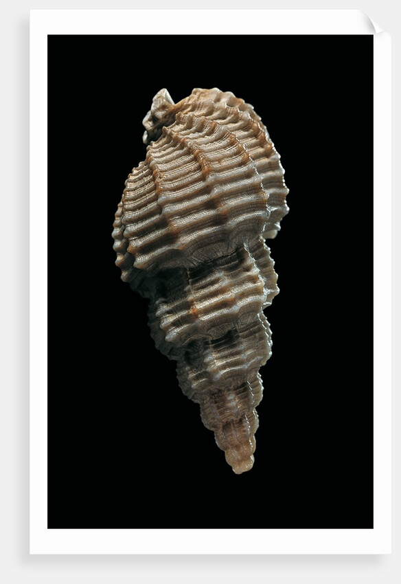 Phos senticosus by Anonymous